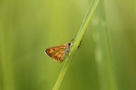 蝴蝶栖息在草叶上的特写视图