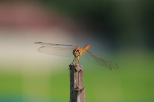 Miễn phí Dragonfly Trên ống Kính Lấy Nét Nông Ảnh lưu trữ