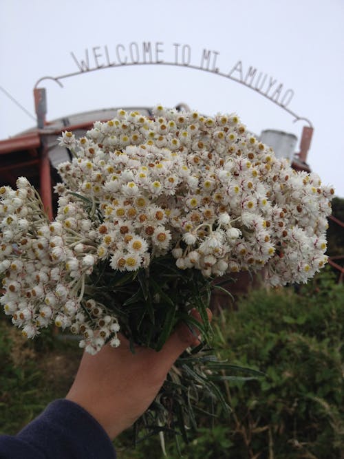 Kostnadsfri bild av berg, blommor, summit