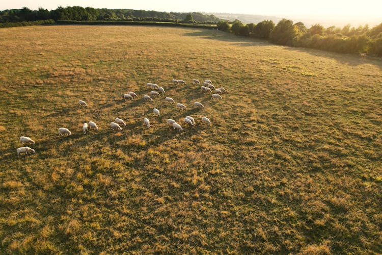 Group Of Cows On Green Grass Field