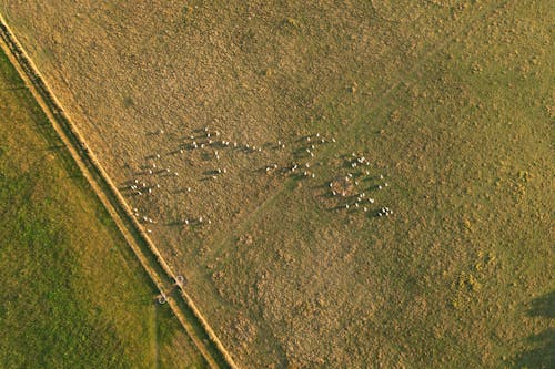 Aerial View of a Field 
