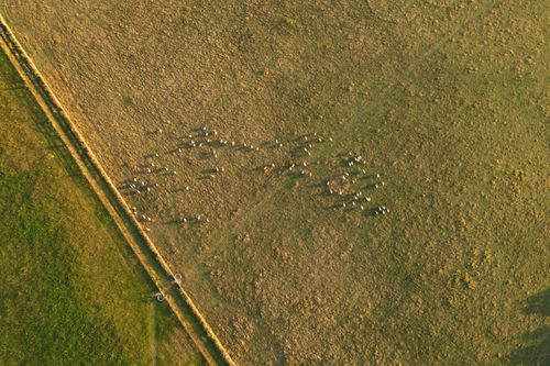 Free Captivating aerial shot of a flock of sheep grazing in the lush fields of Central Bedfordshire, England. Stock Photo