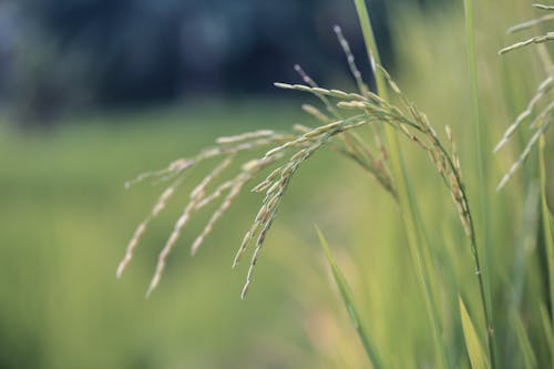 小麦植物のクローズアップ写真