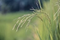 一张照片细致地展现了田野中郁郁葱葱、生机勃勃的绿色稻谷，象征着生长与自然