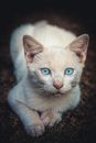 A Cute White Kitten Sitting on the Grass
