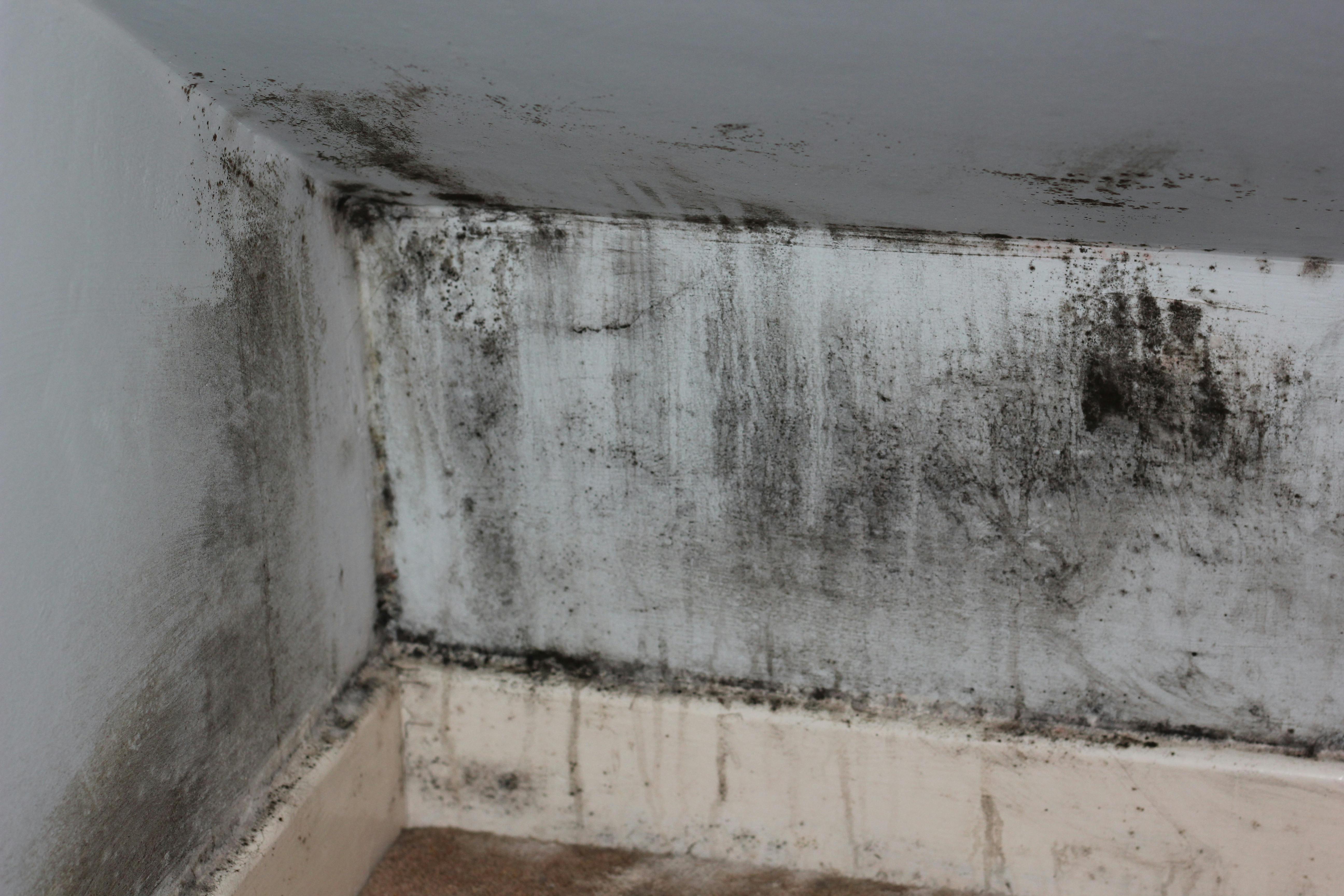 Free stock photo of mould