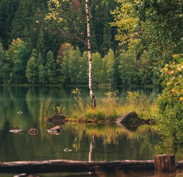 Serene autumn scene of a birch tree reflected in still water amidst a lush forest.