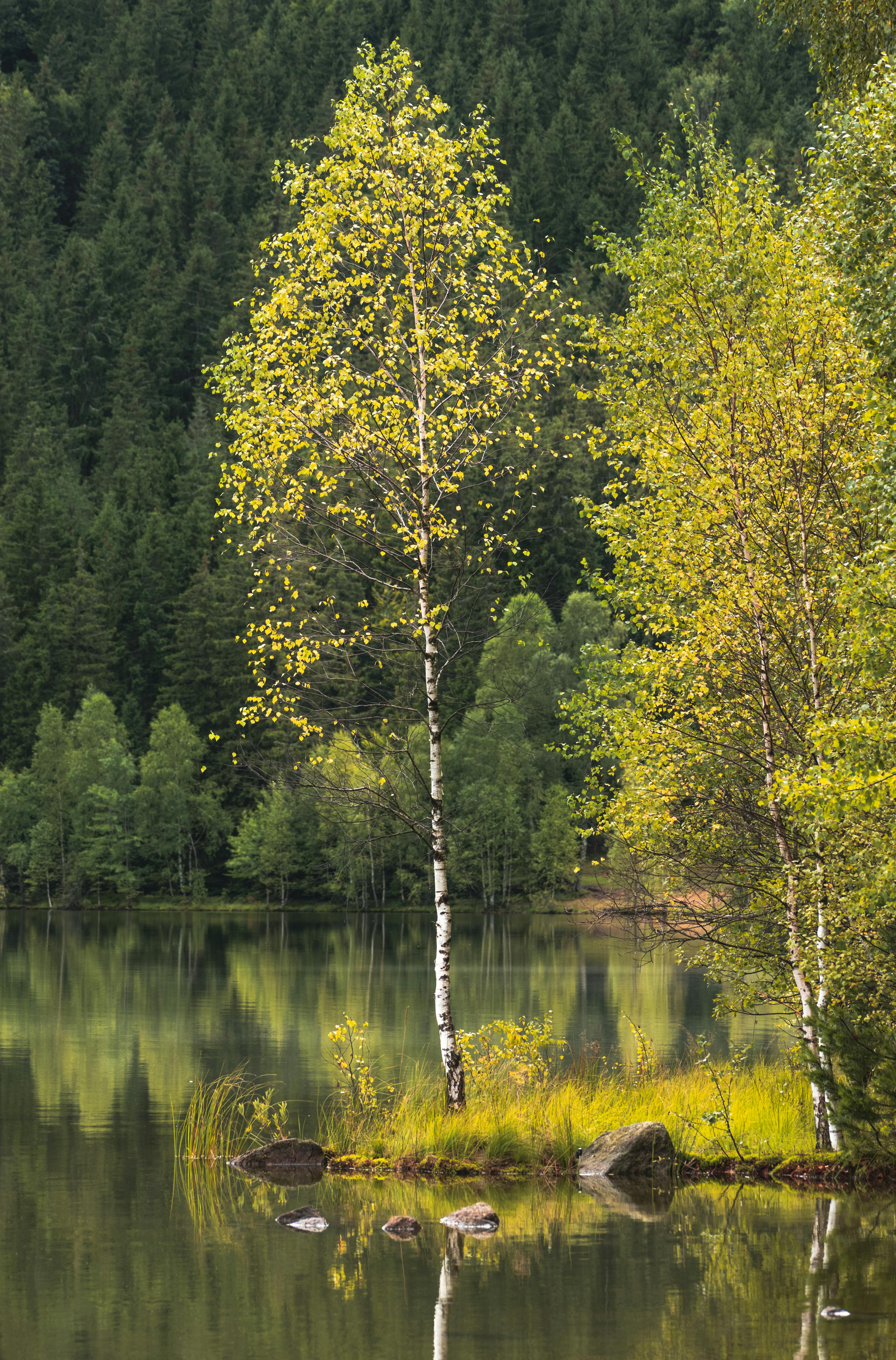 Tranquil lake scene with a tall birch tree and dense forest in Romania.