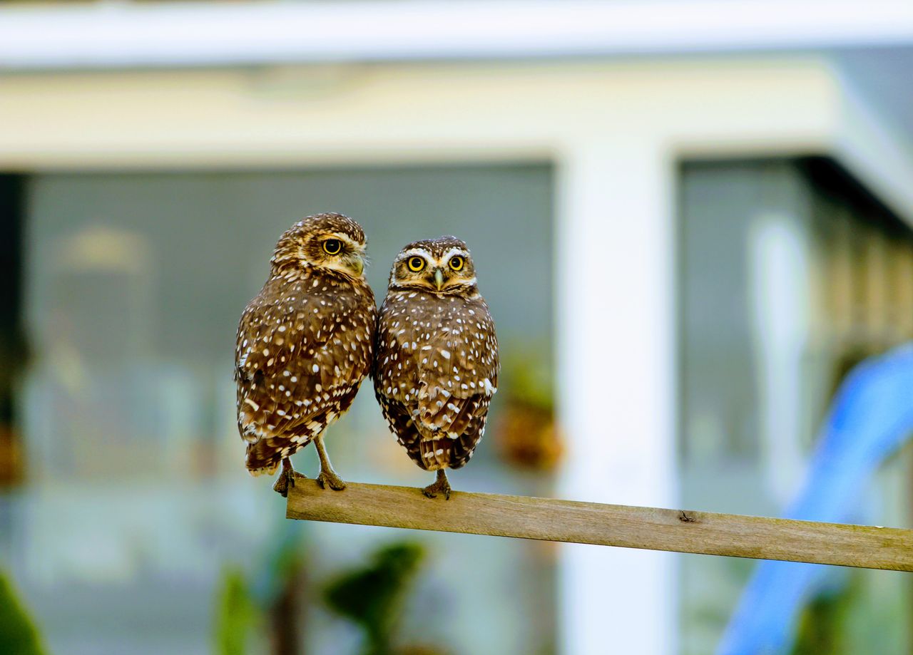 two adorable spotted owls perched together showcasing beautiful plumag