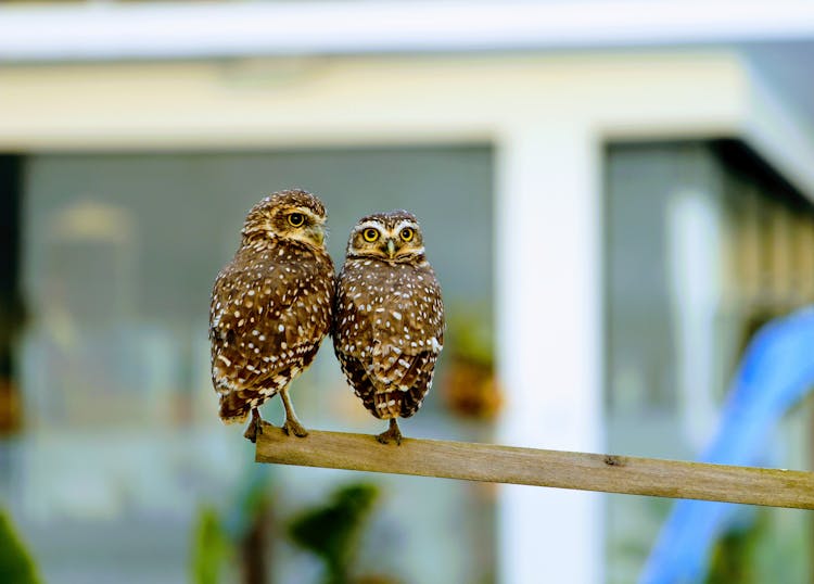 A Pair Of Brown Owls Perched On A Wood