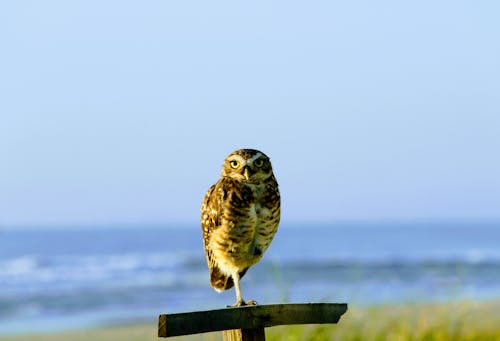 baykuş, deniz kıyısı, doğa içeren Ücretsiz stok fotoğraf