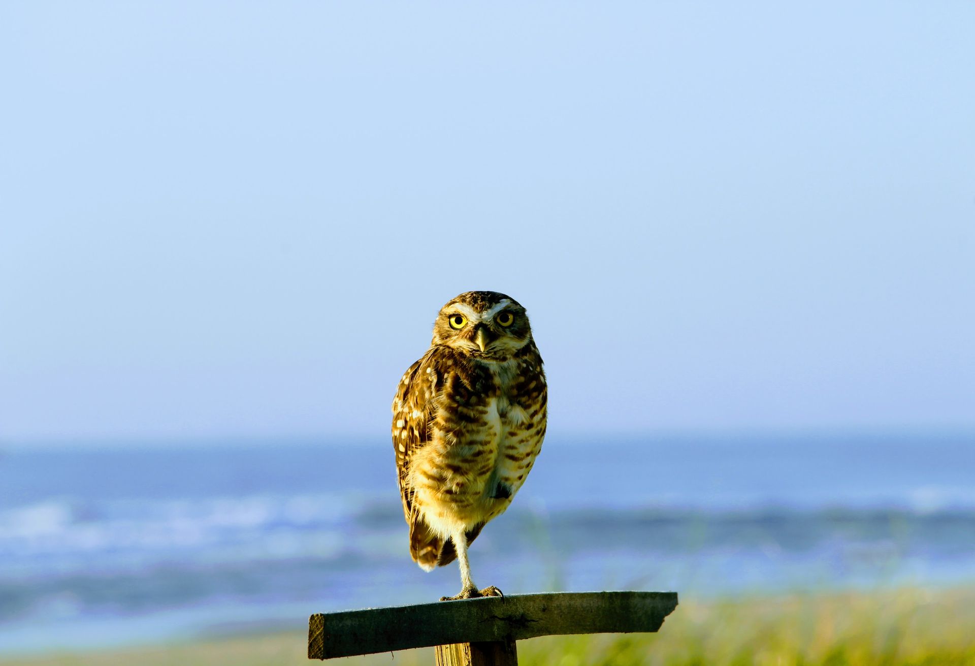 Florida Burrowing Owl on the Background of a Coast