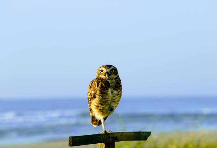 Florida Burrowing Owl On The Background Of A Coast 