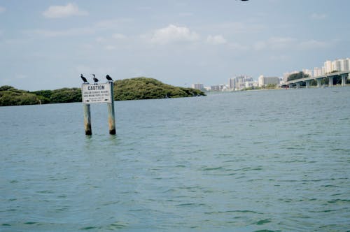 Foto stok gratis burung laut, florida, isyarat