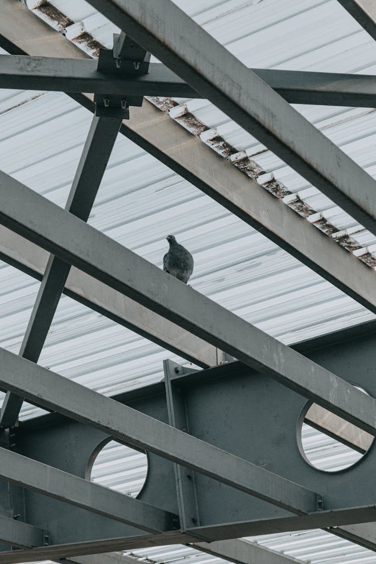 Bird Sitting On Steel Construction