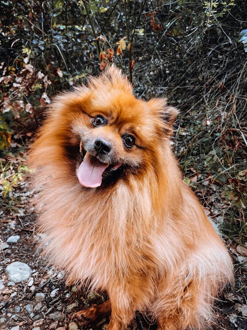 köpek, küçük, lüks içeren Ücretsiz stok fotoğraf