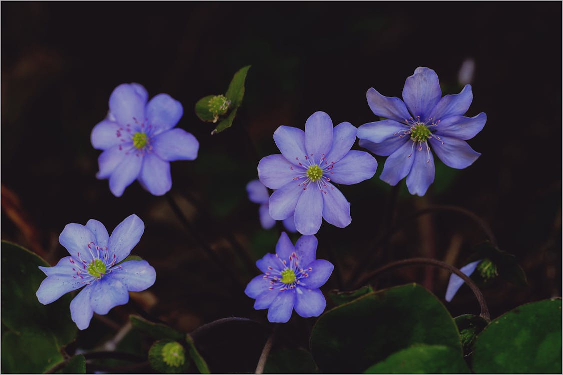 Bloom Yakın çekim Fotoğrafında Mor Hepaticas