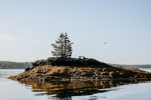 Tree Growing on Island in Water