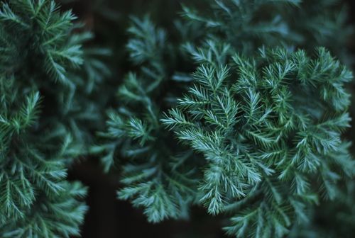 Free Detailed close-up of lush green coniferous branches with selective focus. Stock Photo