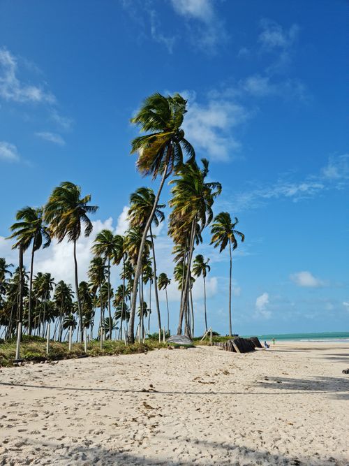 Free Serene tropical beach with tall palm trees under a vibrant blue sky, ideal for travel inspiration. Stock Photo
