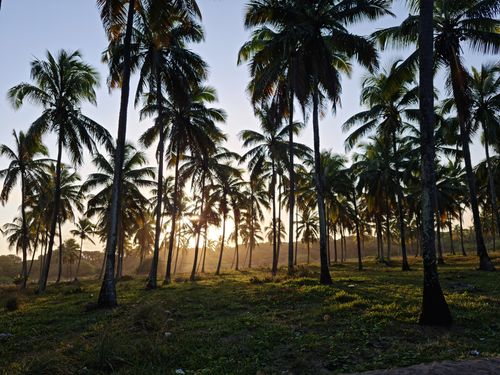 Free A picturesque view of palm trees silhouetted against a vibrant sunrise, creating a serene tropical landscape. Stock Photo