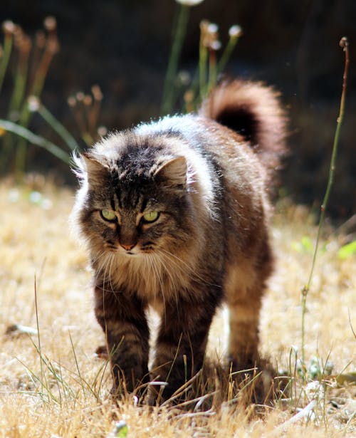 Foto d'estoc gratuïta de animal, bufó, domèstic