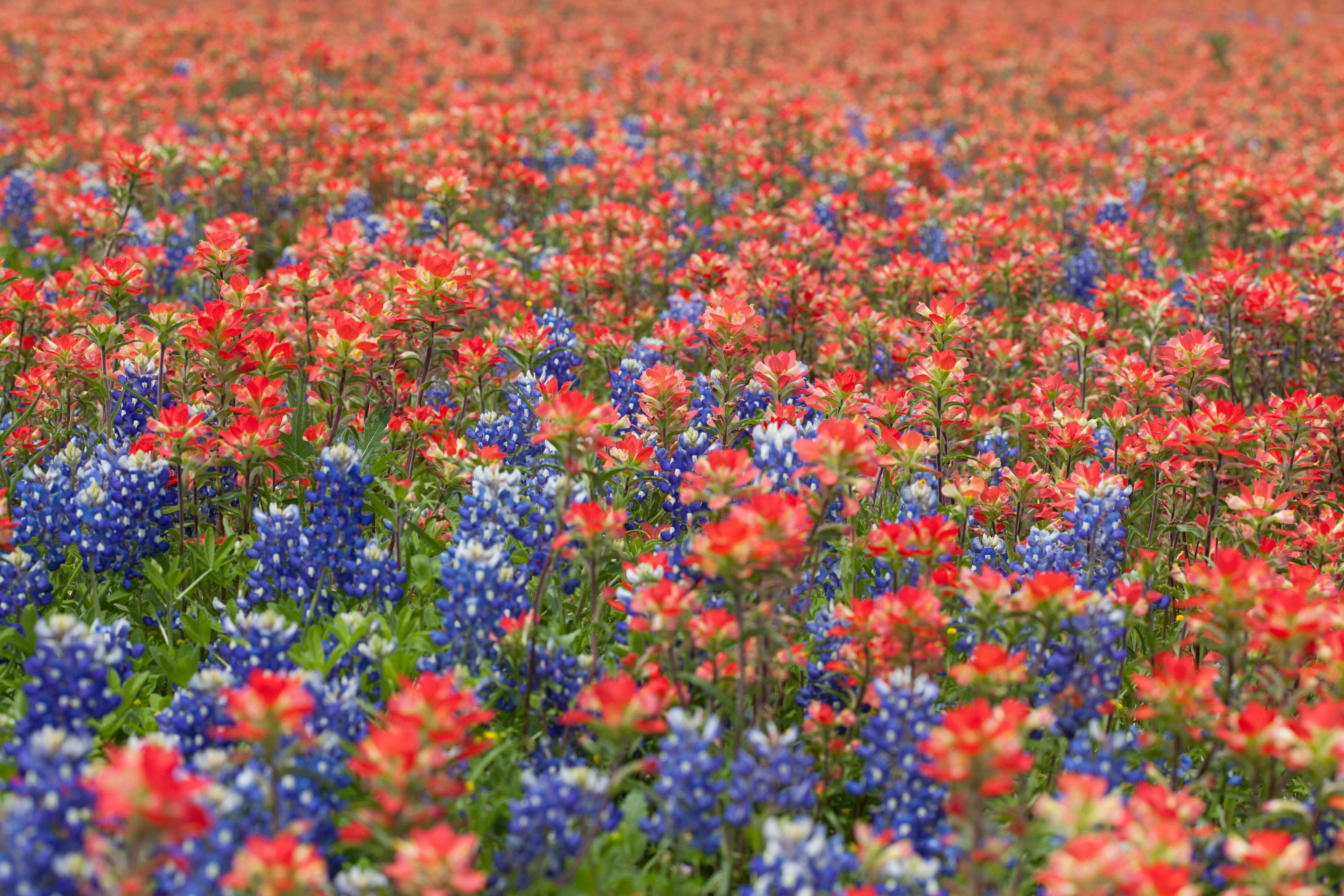 Texas bluebonnets and Indian paintbrush in bloom