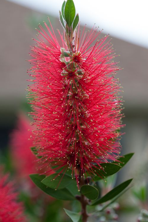 Free Close-up view of a vibrant red bottlebrush flower in natural setting. Stock Photo
