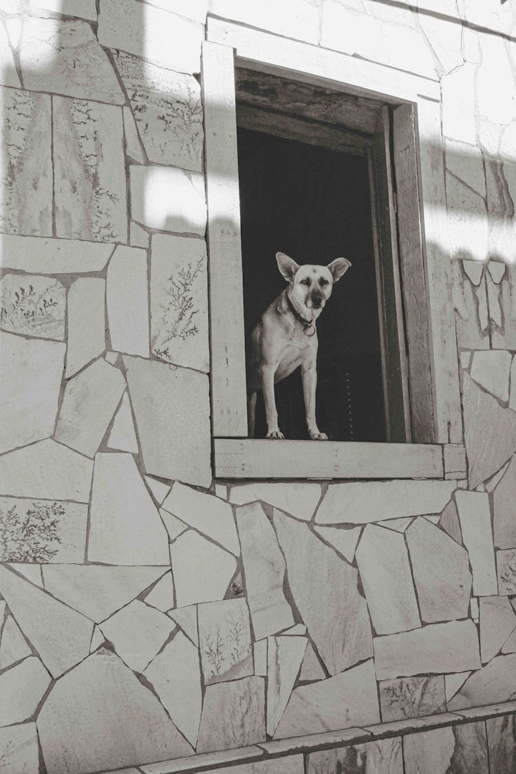 Dog In Building Window