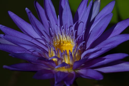 Close Up of Flower