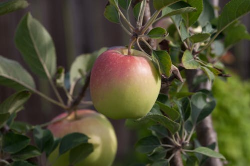 Close up of an Apple