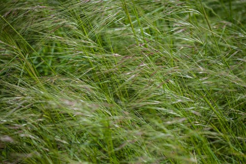 Close-Up Shot of Purple Needlegrass