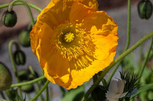 Yellow Poppy Flower in Bloom