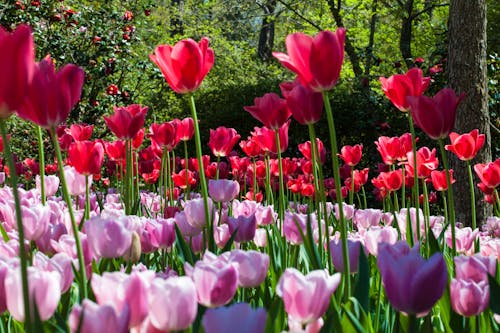 Beautiful Pink and Red Tulip Flower Field 