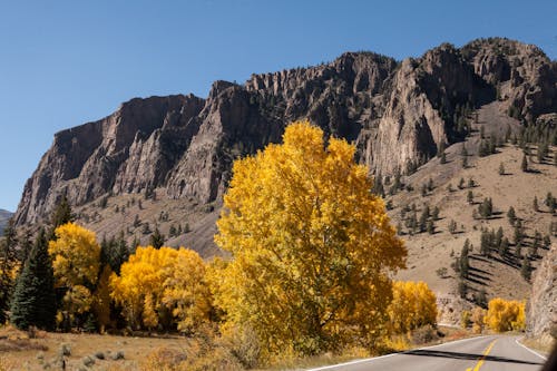 Autumn Tree in front of Mountains