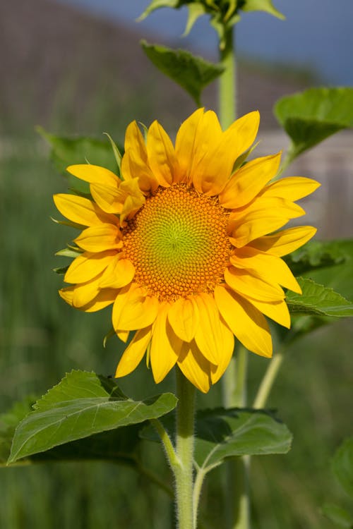 A Close-Up Shot of a Sunflower