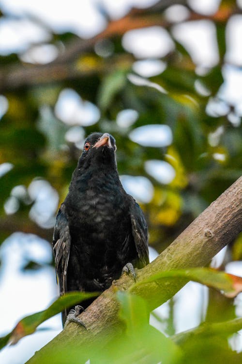 A Close-Up Shot of a Crow Perched on a Branch