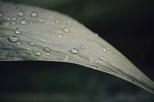A Close-Up Shot of Water Droplets on a Leaf