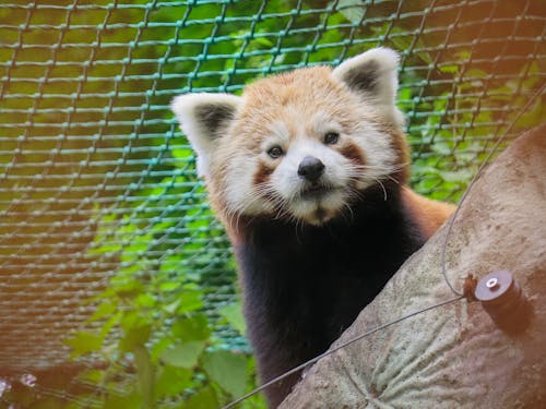 Gratis Beruang Panda Merah Di Belakang Pohon Foto Stok