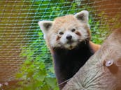 透过围栏，一只可爱的小熊猫在动物园里向外张望的特写镜头