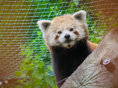 Red Panda