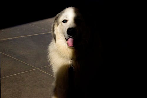 Free stock photo of dog, shadow