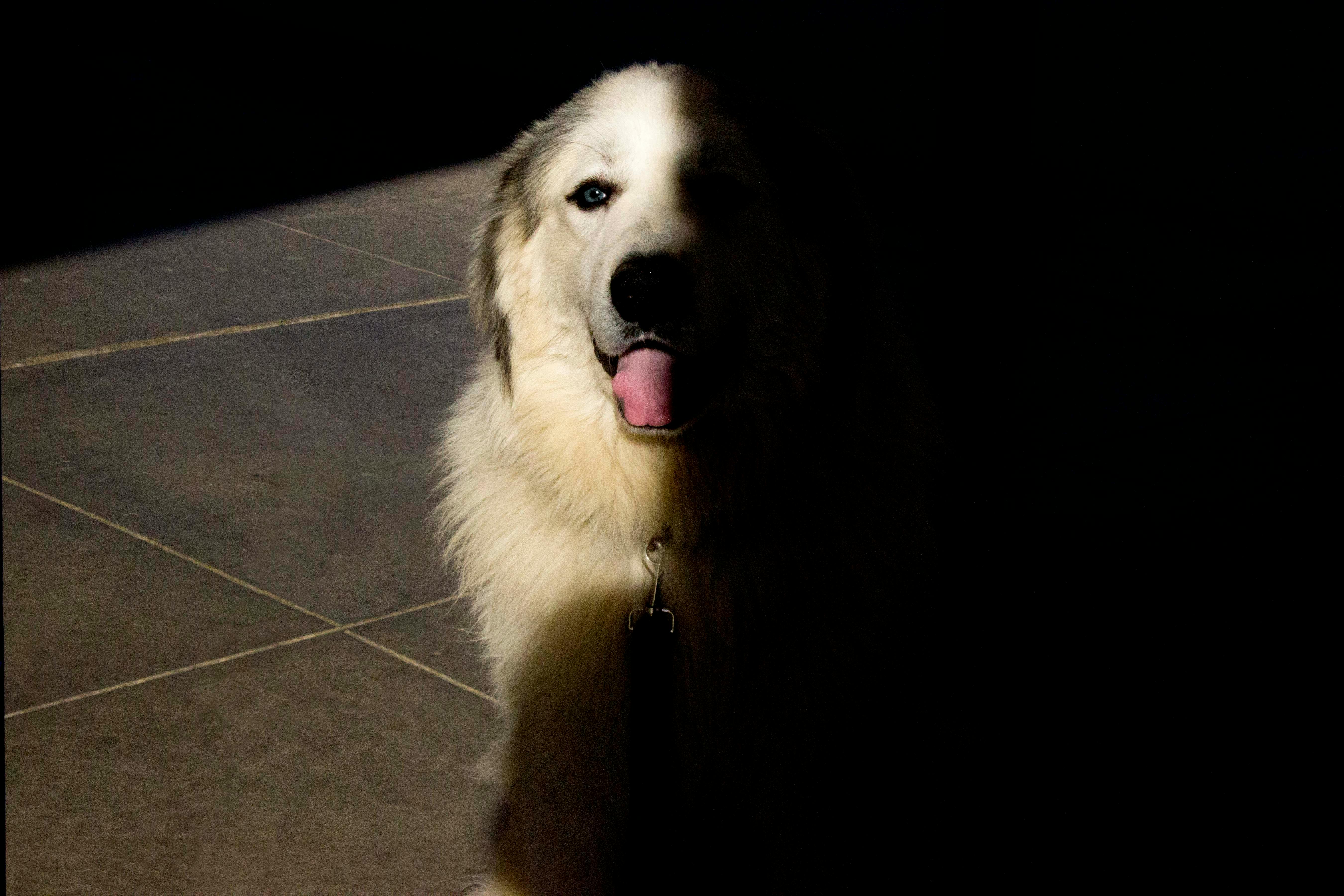 Free stock photo of dog, shadow