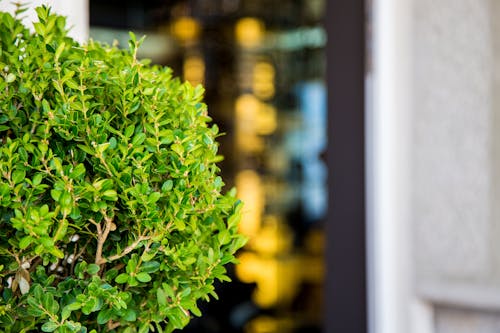 Selective Focus Photography of Ixora Plant