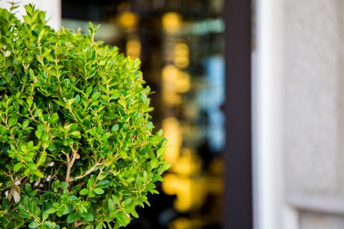 Free Close-up of a lush green shrub with blurred urban background, showcasing nature in city life. Stock Photo