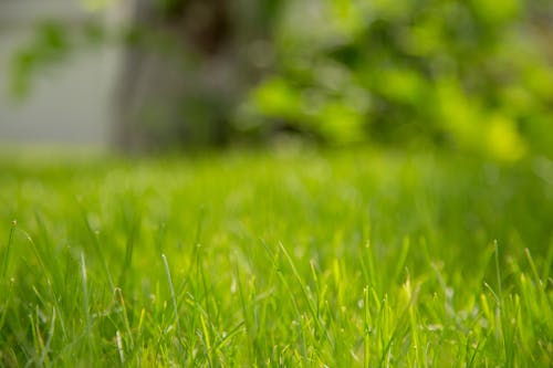 Fotografía De Enfoque De Pasto Verde De Las Bermudas