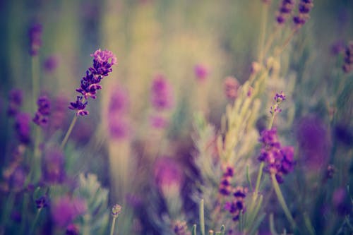 ラベンダーの花のセレクティブフォーカス写真