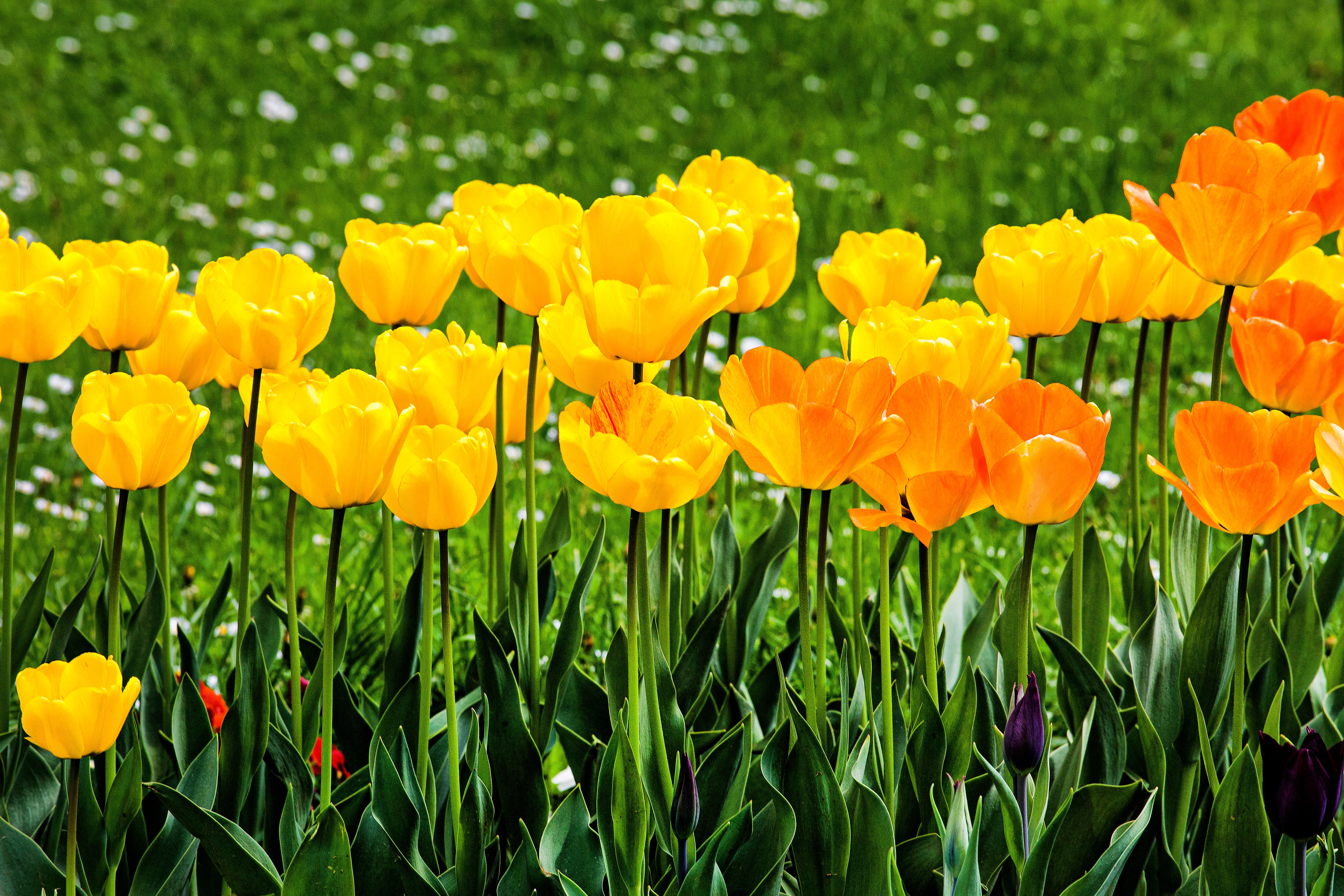 Bright yellow tulips growing in garden · Free Stock Photo