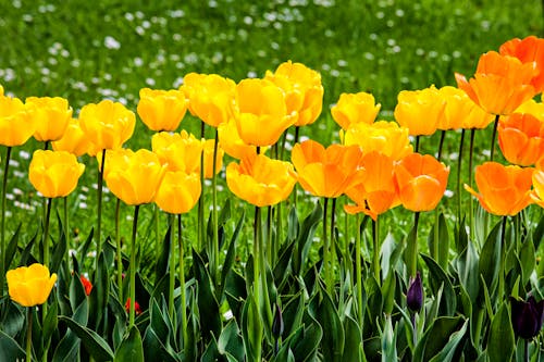 Bright yellow tulips growing in garden