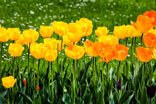 Free Vivid blooming tulips growing in garden among green grass in countryside in sunny day during summertime Stock Photo